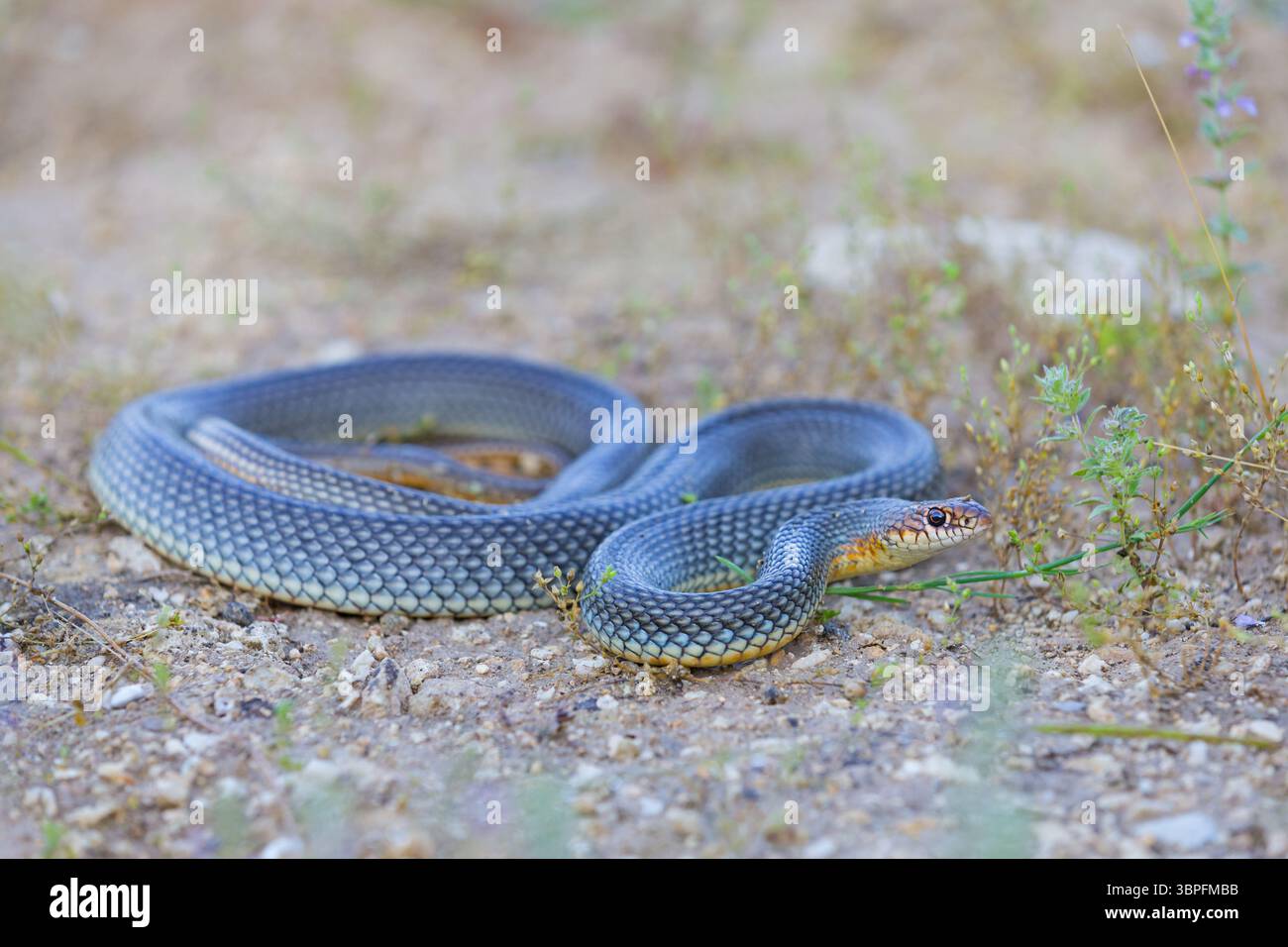 Springtime Snake Balkan Spring Snake, Dolichophis caspius, Hierophis caspius, Caspian ...