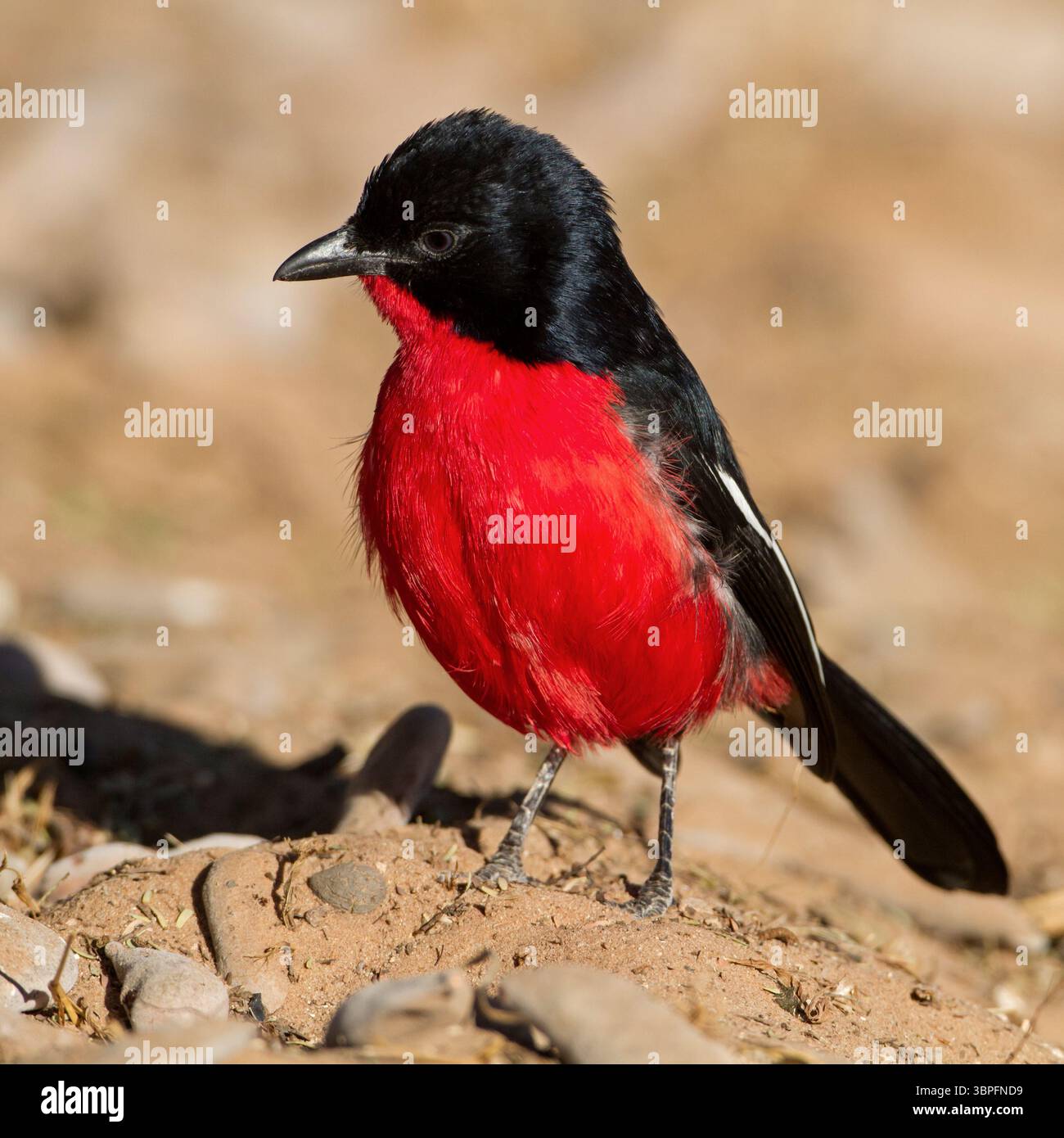 Red-bellied Shrike, Songbird, (Laniarius atrococcineu), Animals