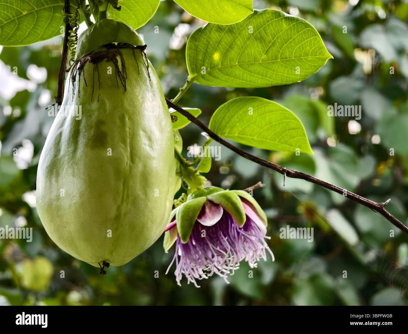 A giant passion fruit Passiflora quadrangularis or giant granadilla and its  purple flower Stock Photo - Alamy