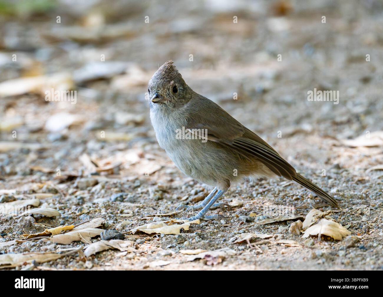 An Oak Titmouse (Baeolophus inornatus) foraging on ground. California, USA. Stock Photo