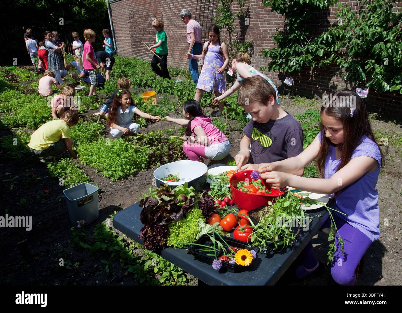 Netherlands, Leiden, vegetable gardens are maintained by school children. The gardens are an educational project of the city and its schools. After th Stock Photo