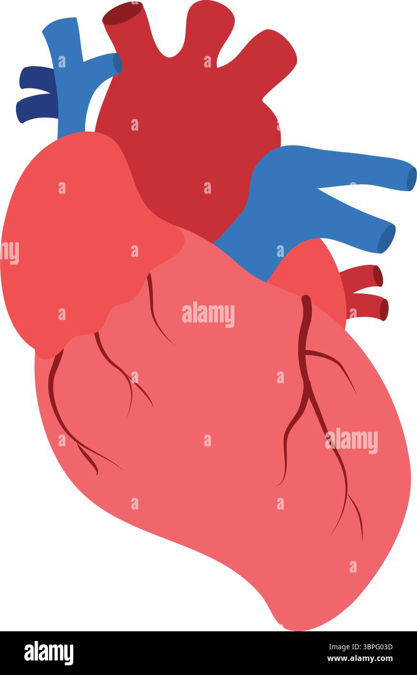 Heart biology diagram with arteries and veins detail Stock Vector Image ...