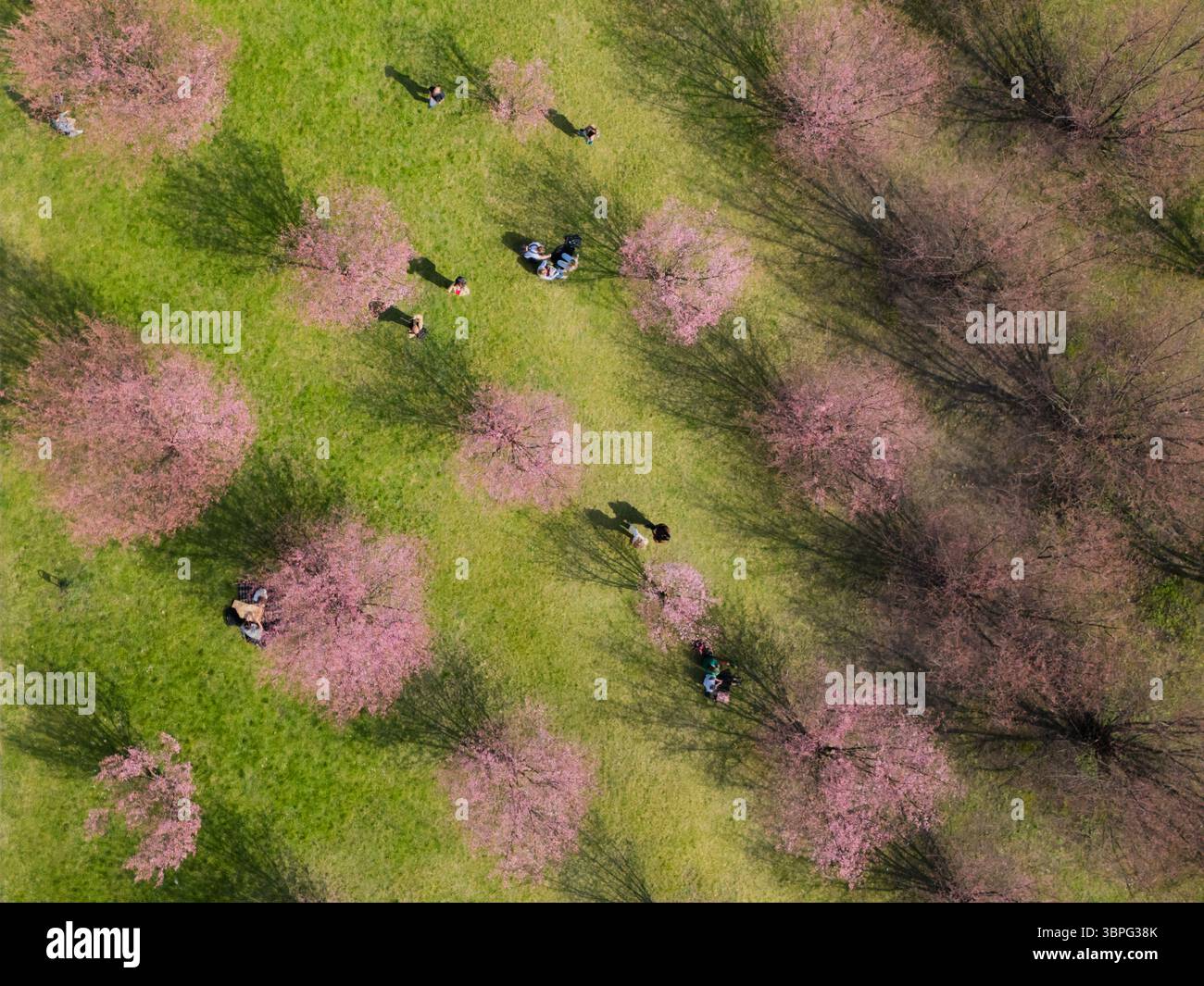 Aerial view of pink blossoms dotting the verdant landscape, people enjoying the springtime beneath the flowering trees, Vilnius, Vilnius County, Lithu Stock Photo