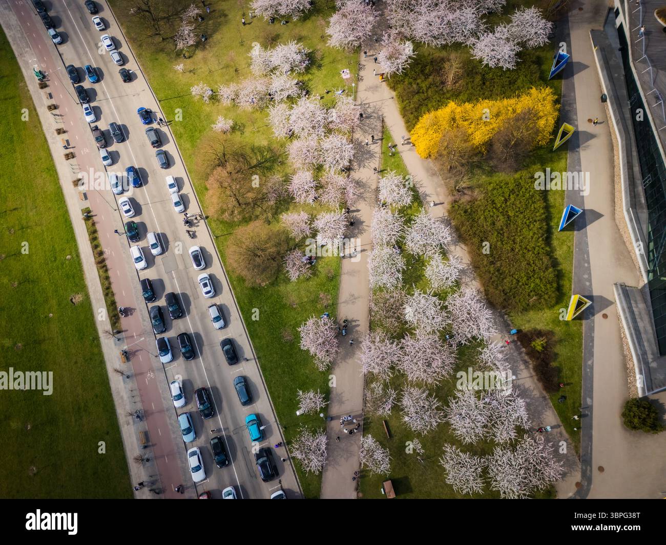 Aerial view of blooming trees casting shadows on the green grass, with a line of cars running alongside in Vilnius, Vilnius County, Lithuania. Stock Photo