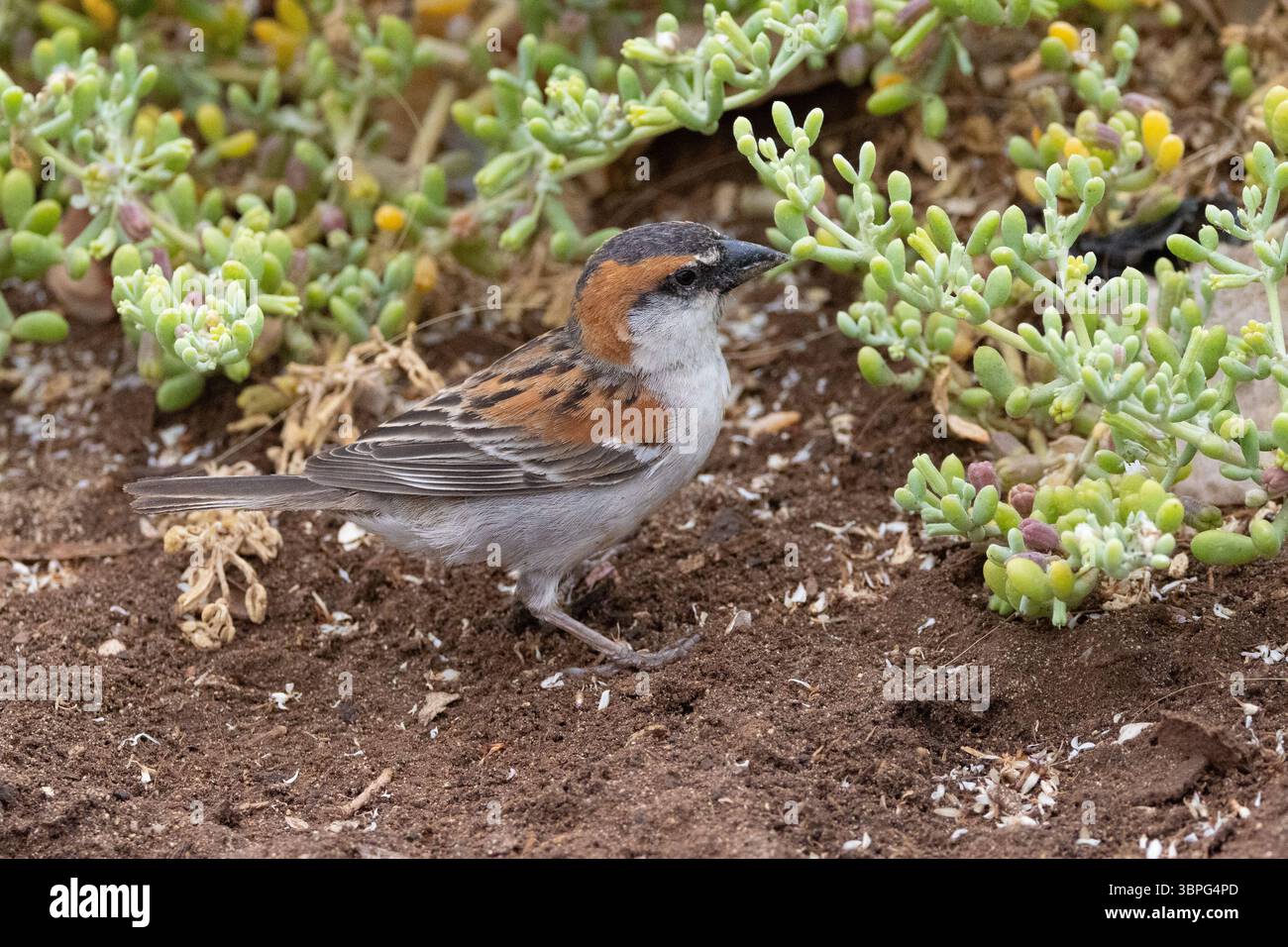 Cape Verde Sparrow Stock Photo