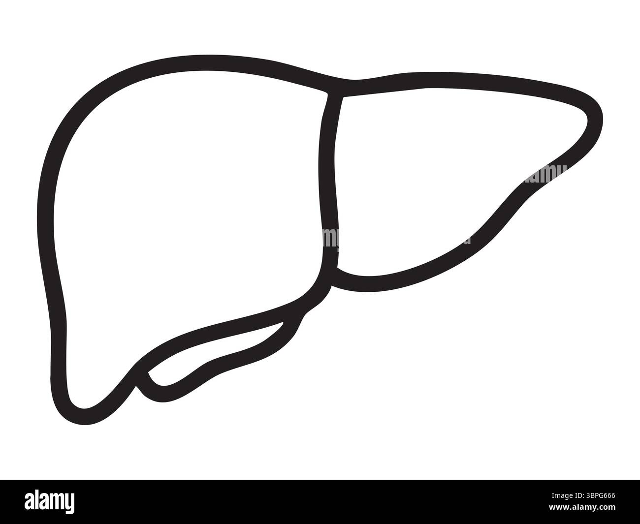 Black outline of human liver icon isolated on white background, graphic ...