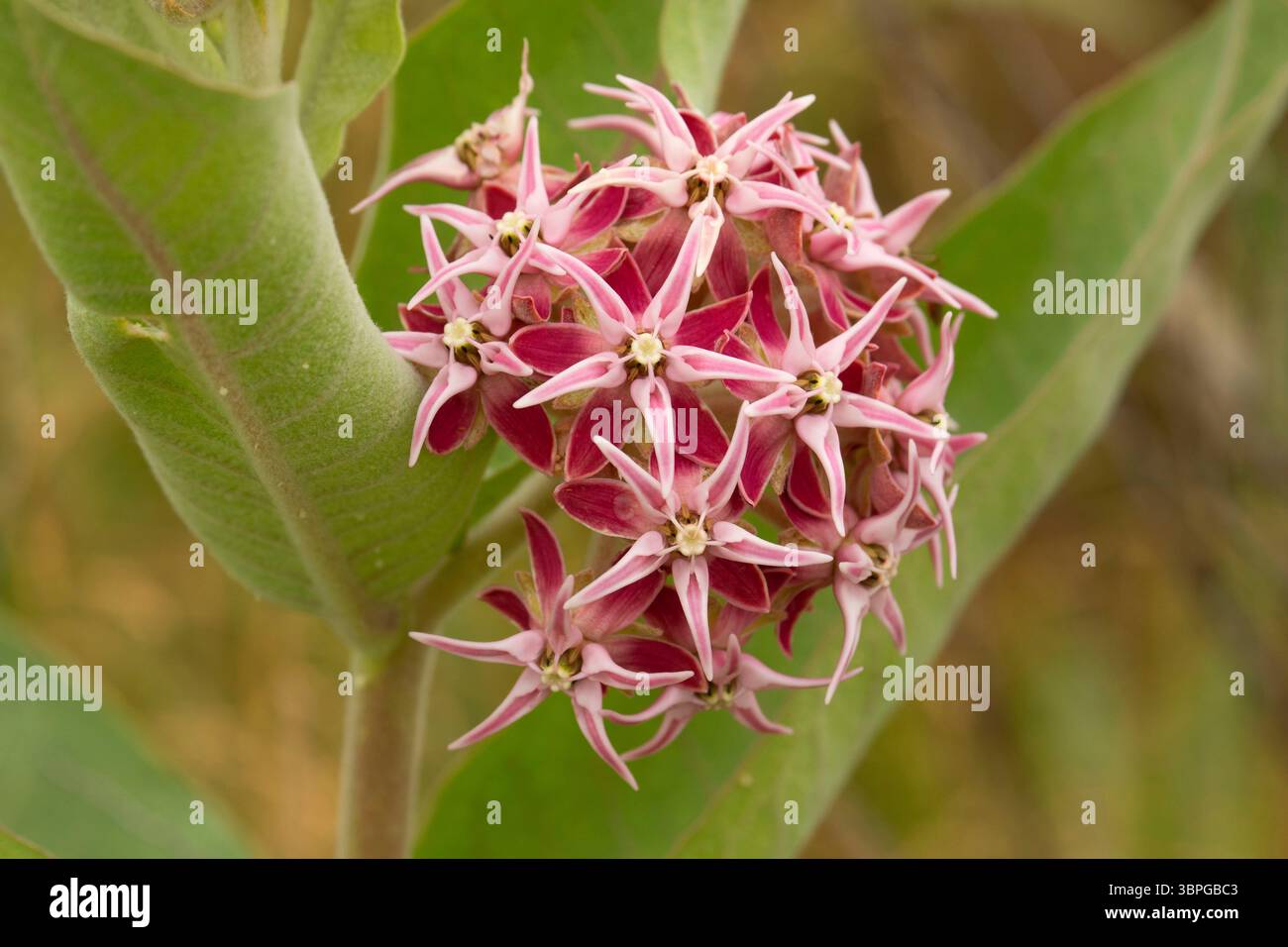 Showy milkweed (Asclepias speciosa) in bloom, McNary Wildlife Nature Area, Oregon Stock Photo