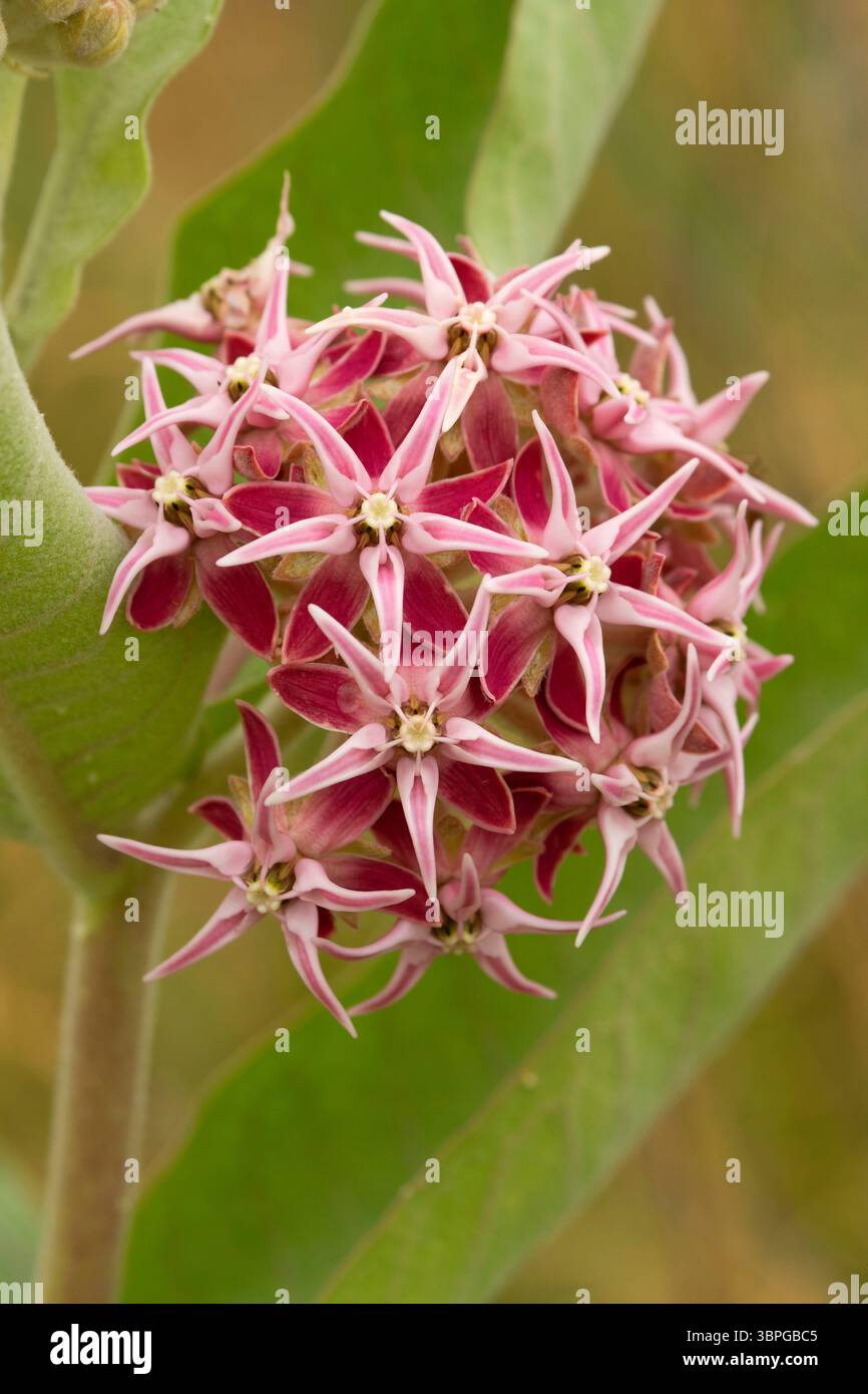 Showy milkweed (Asclepias speciosa) in bloom, McNary Wildlife Nature Area, Oregon Stock Photo