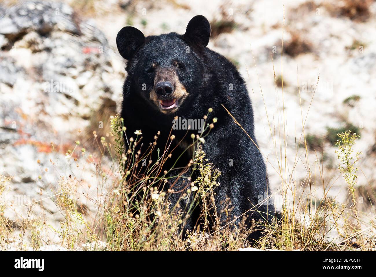 Fauna mammals hi-res stock photography and images - Alamy