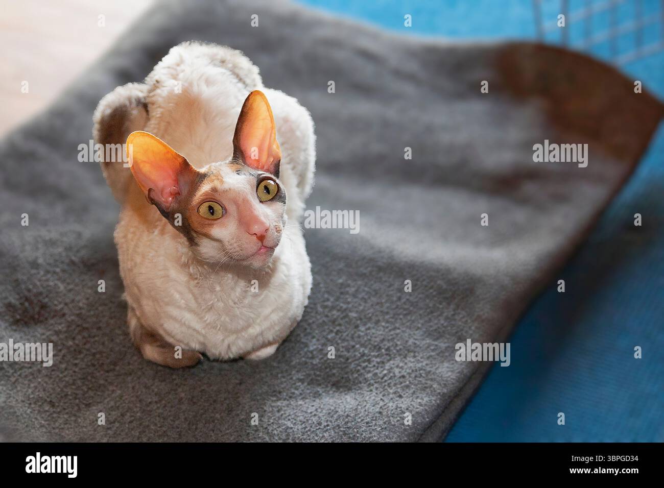 Cornish Rex cat sitting on blanket indoors Stock Photo
