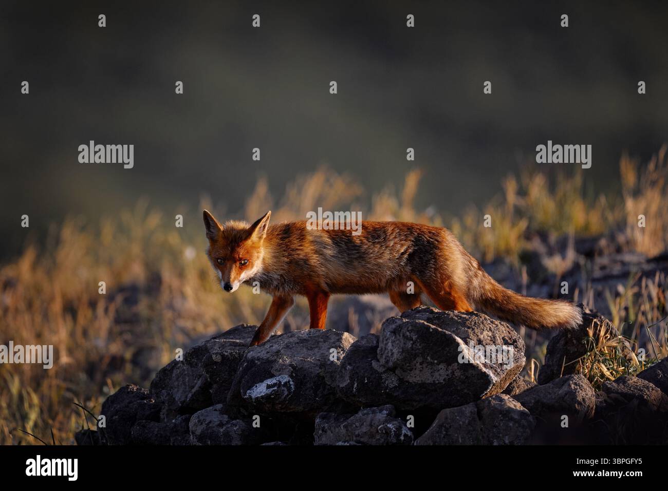 Red fox behaviour scene in nature. Mountain animal in the habitat ...