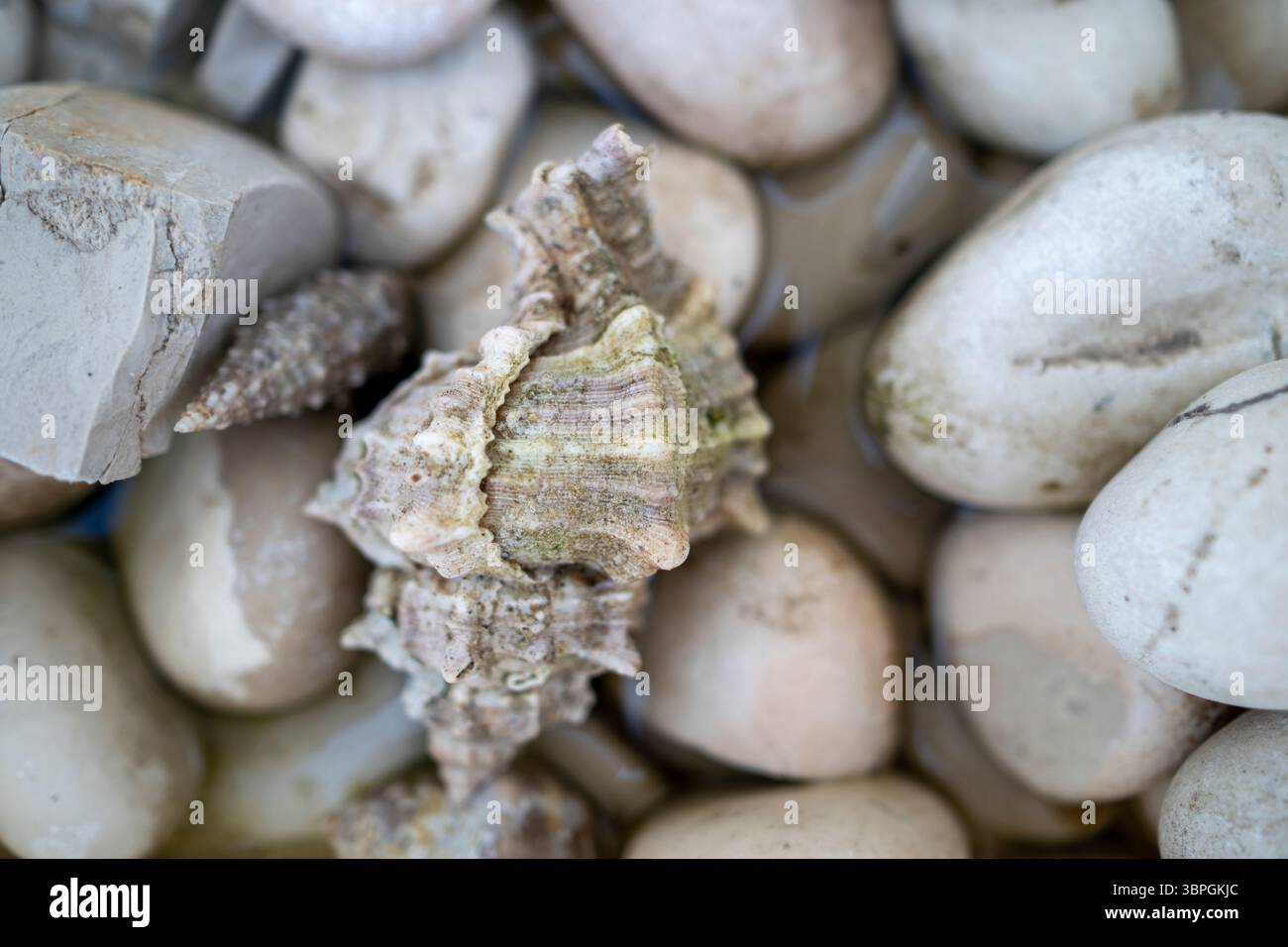 Tiny sea shells on hi-res stock photography and images - Alamy