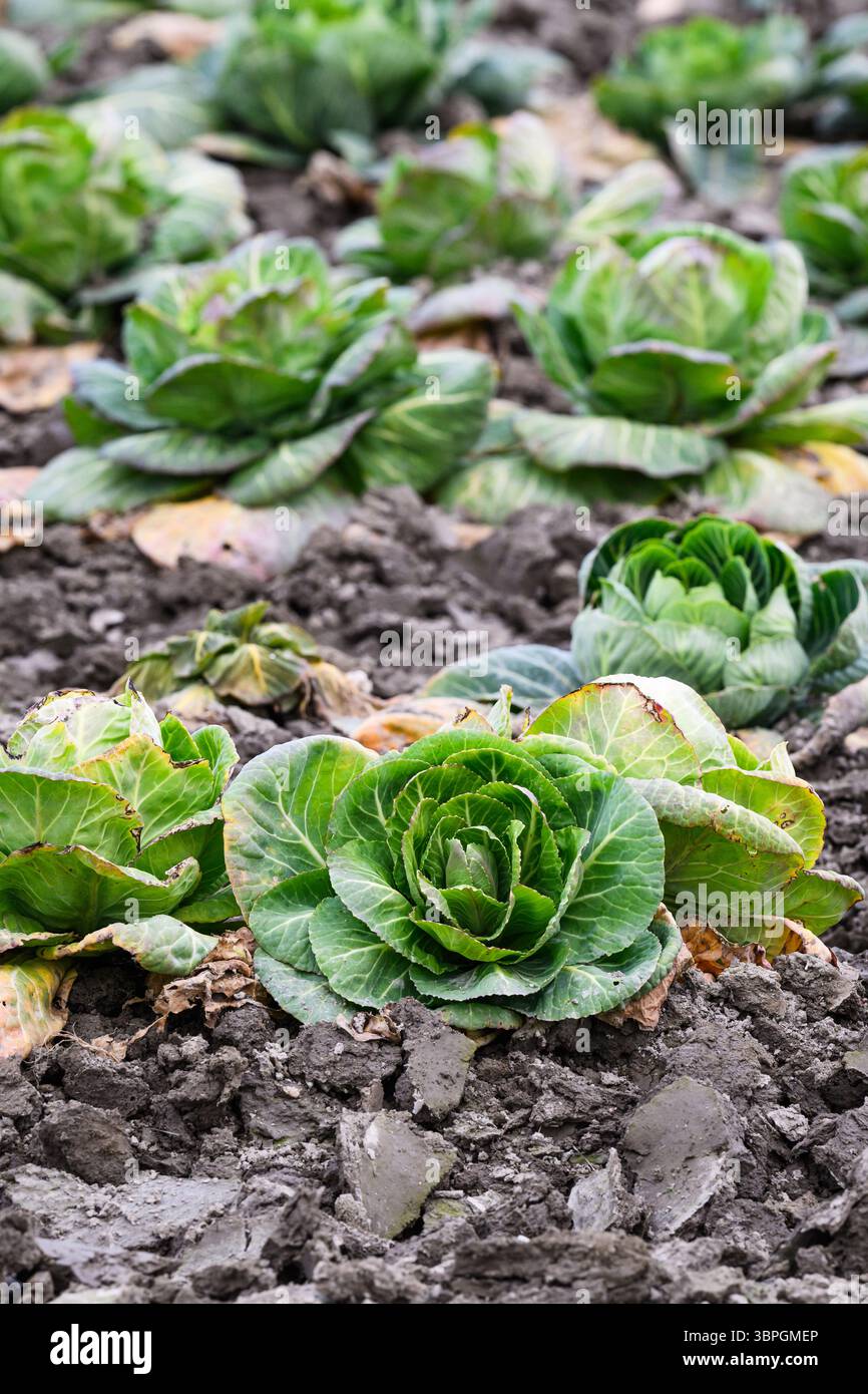 Cabbage growing in farm field with green leaves Stock Photo