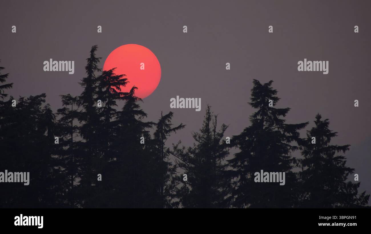 Sunset over trees with a red sun due wildfire smoke Stock Photo - Alamy