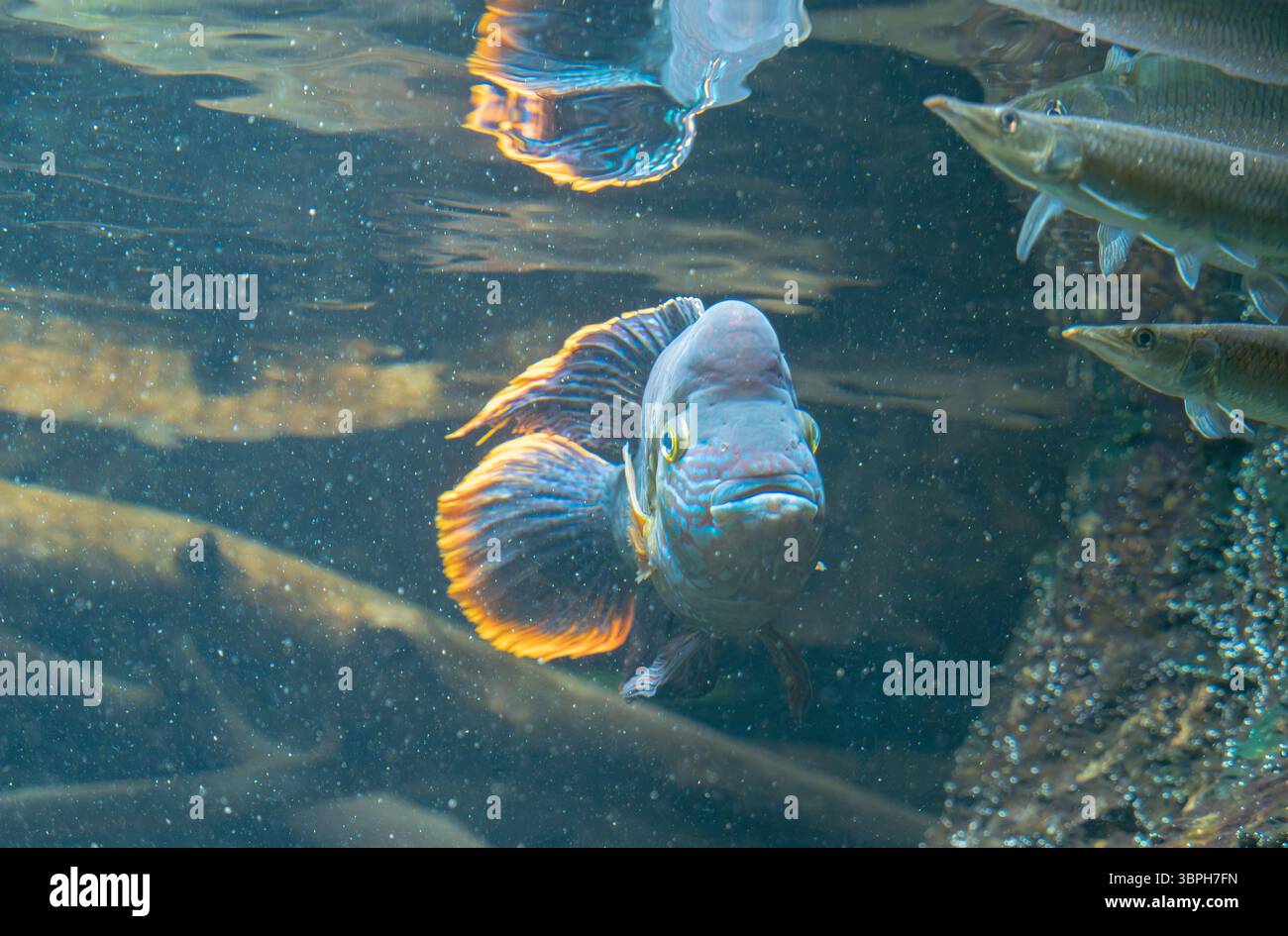 A cichlids freshwater fish in a zoo in leipzig Stock Photo