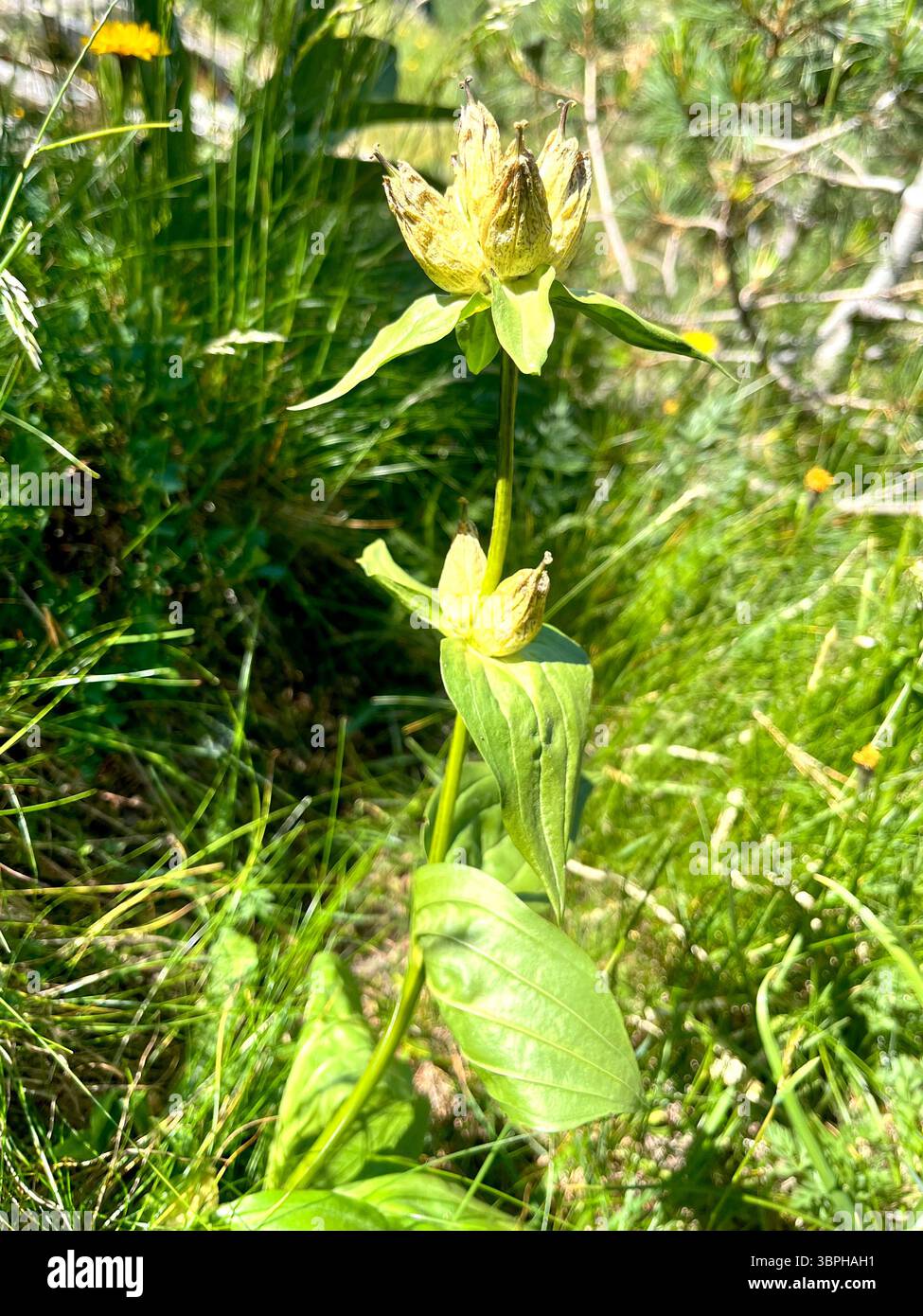 Spotted Gentian or Gentiana punctata in natural habitat inRila Nature Reserve and National Park, Rila Mountain, Bulgaria, Balkans, Southeastern Europe - Smartphone Captured Stock Image