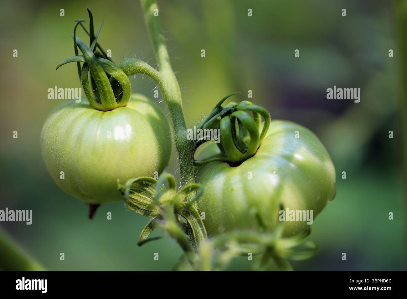 Green tomatoes on vine Stock Photo