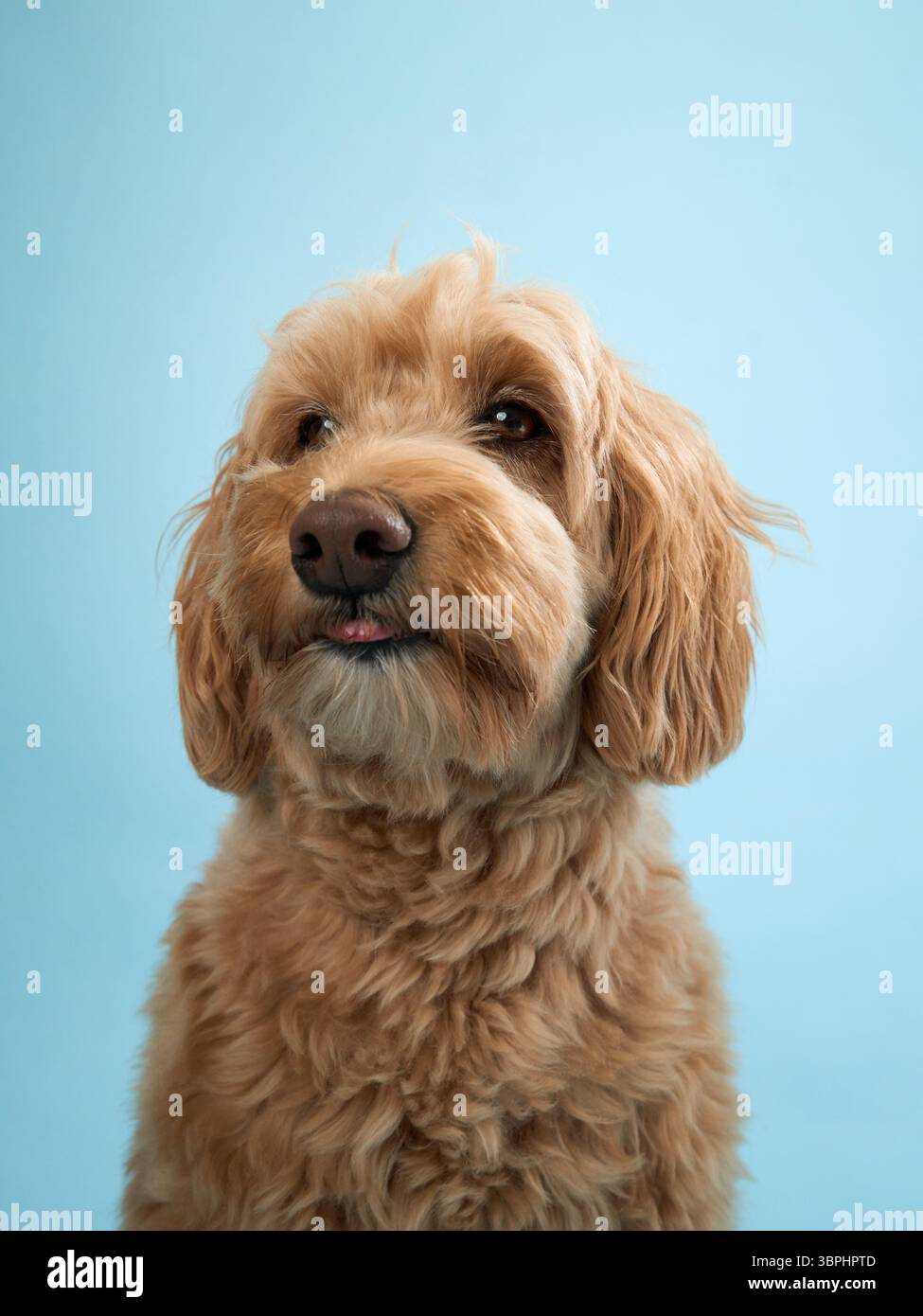 A Labradoodle with curly fur looks ahead with a focused expression, set against a light blue background. Stock Photo