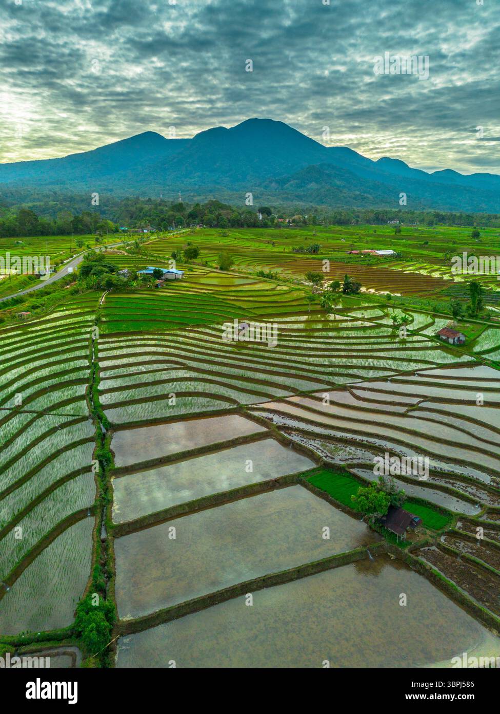 Aerial view of Indonesia's lush rice fields with majestic mountain ...