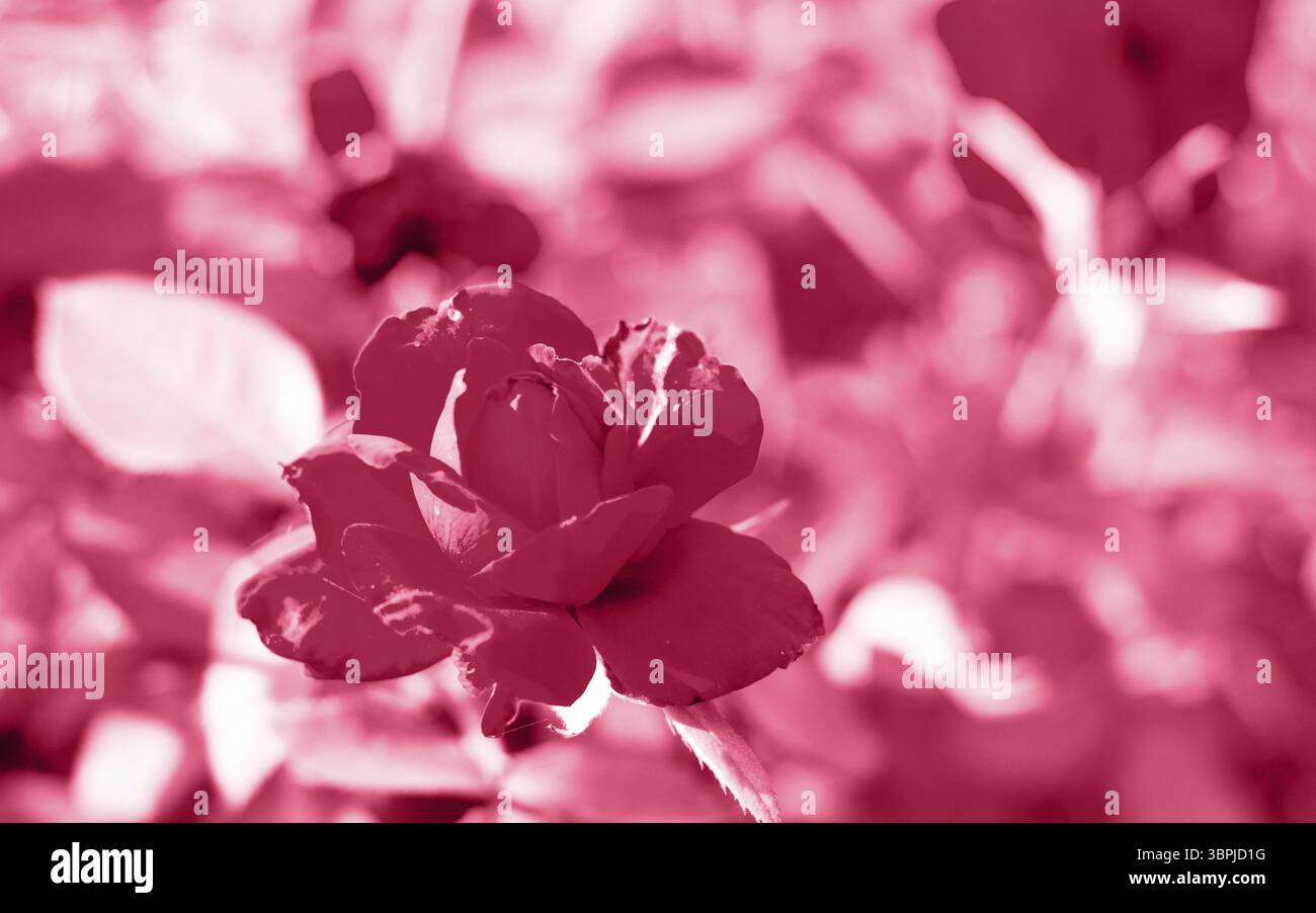 Red roses in the garden of red roses. Nature background. Trendy color ...