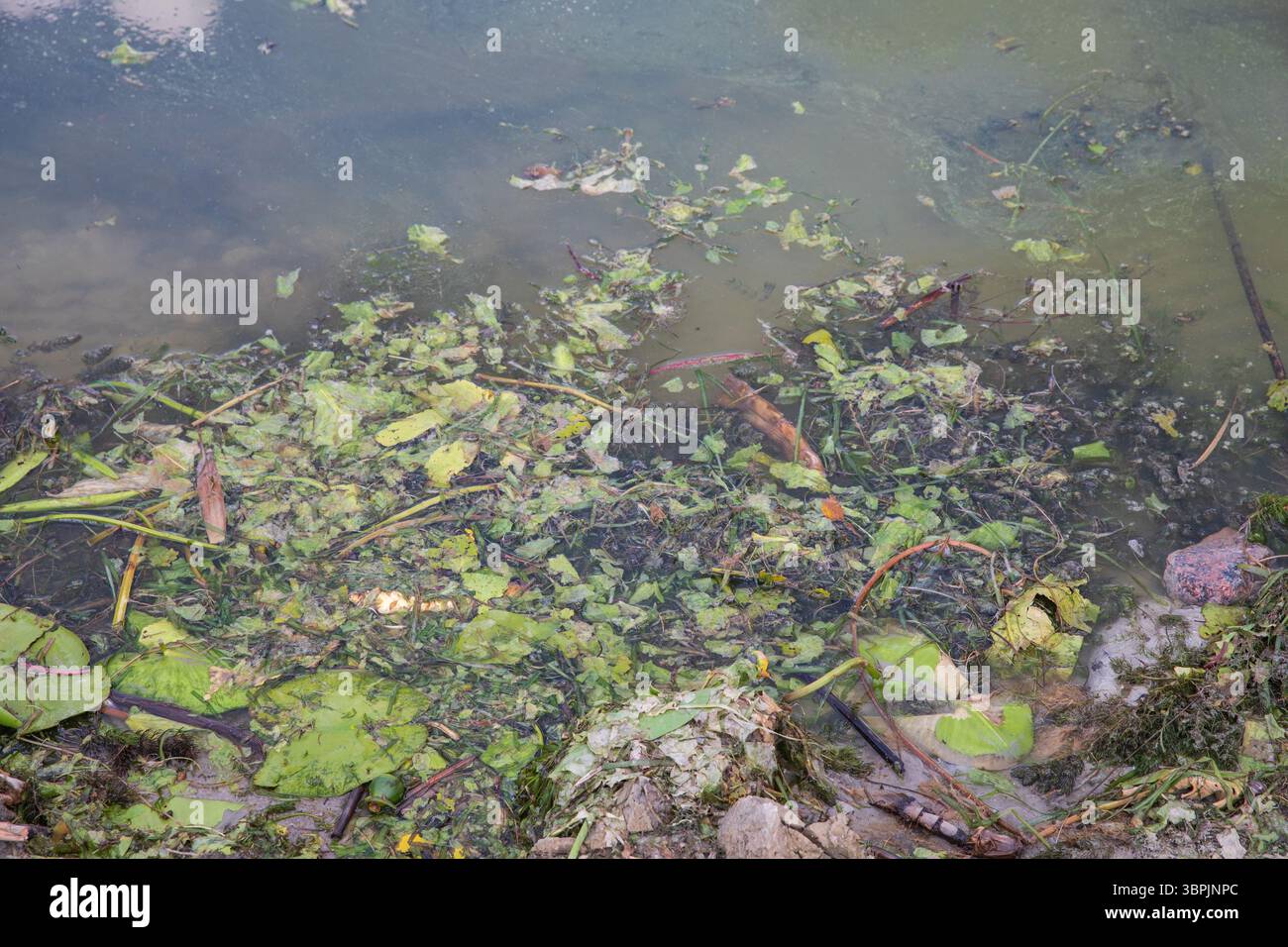 Floating algae on the surface of a calm pond with clouds reflecting in ...