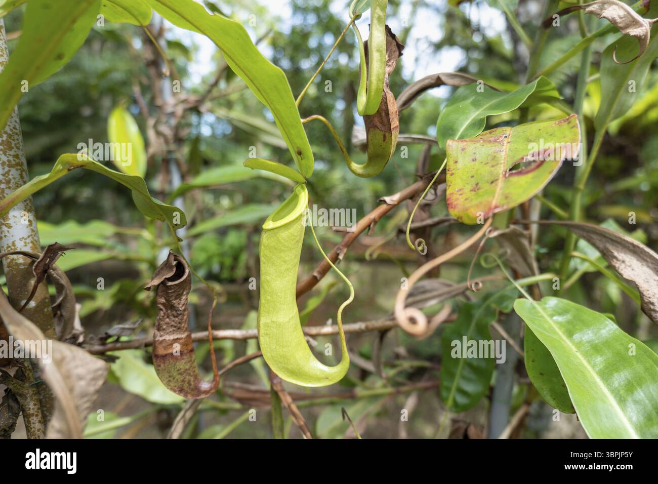 Pitcher plants in the Borneo rainforest jungle climate Stock Photo - Alamy