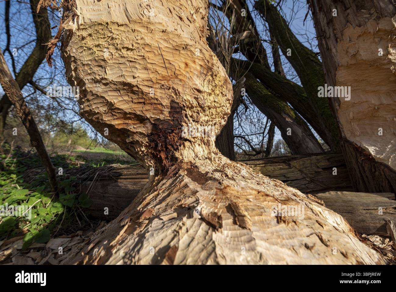Trees dying from pollution hi-res stock photography and images - Alamy