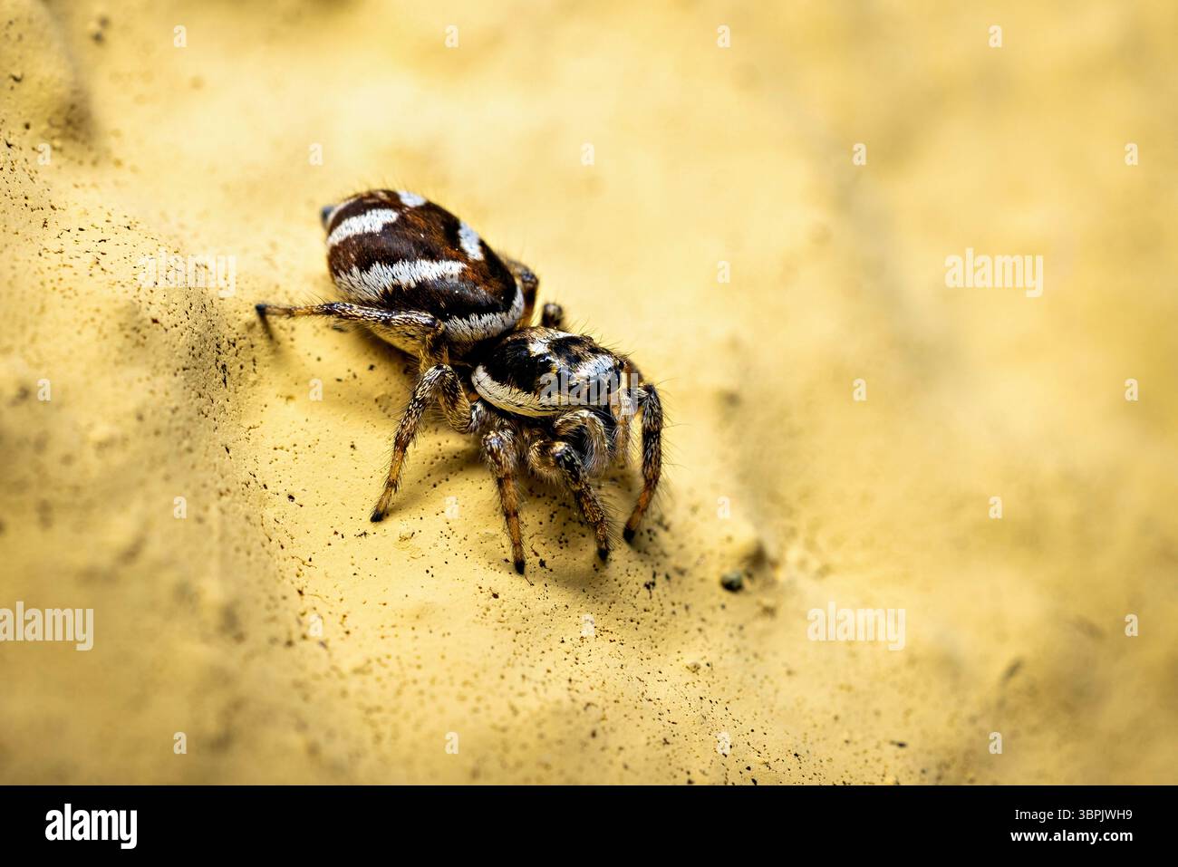 A zebra jumping spider in the wild Stock Photo