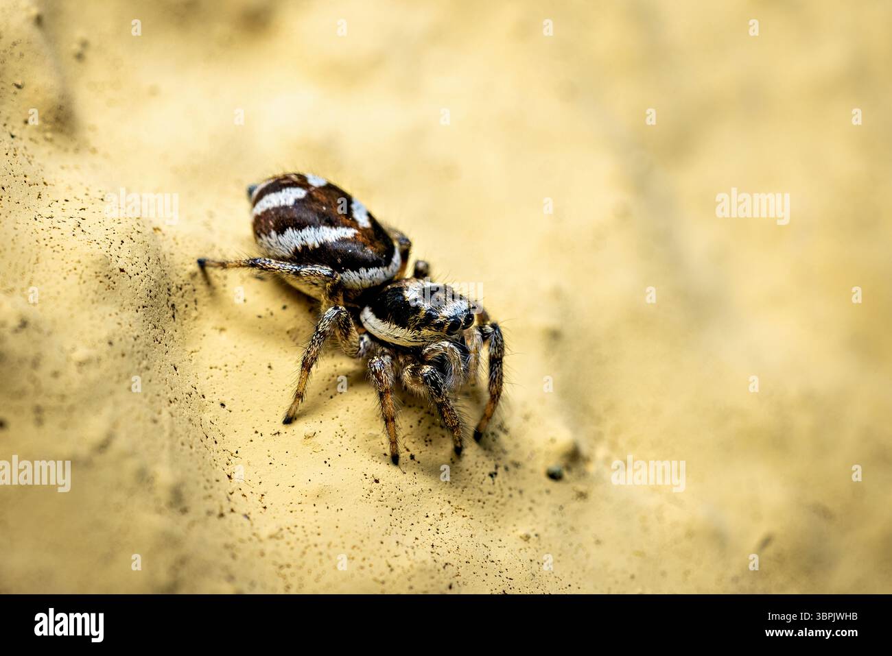 A zebra jumping spider in the wild Stock Photo
