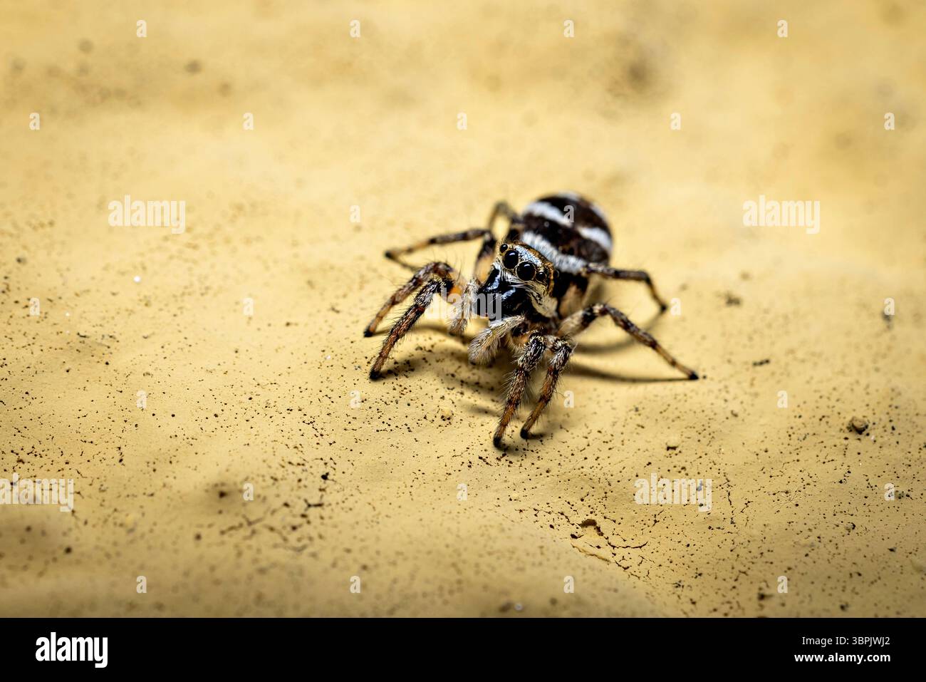 A zebra jumping spider in the wild Stock Photo