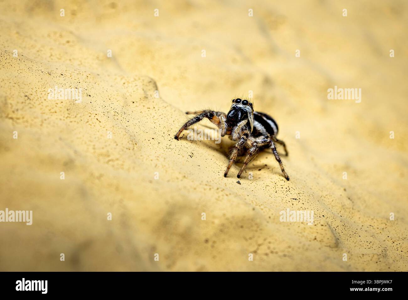 A zebra jumping spider in the wild Stock Photo