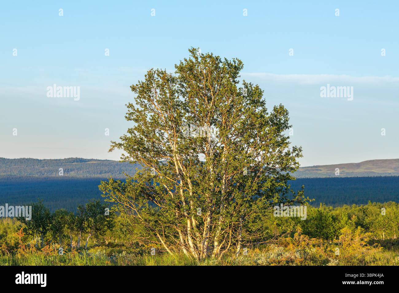 Birch tree in a woodland view Stock Photo