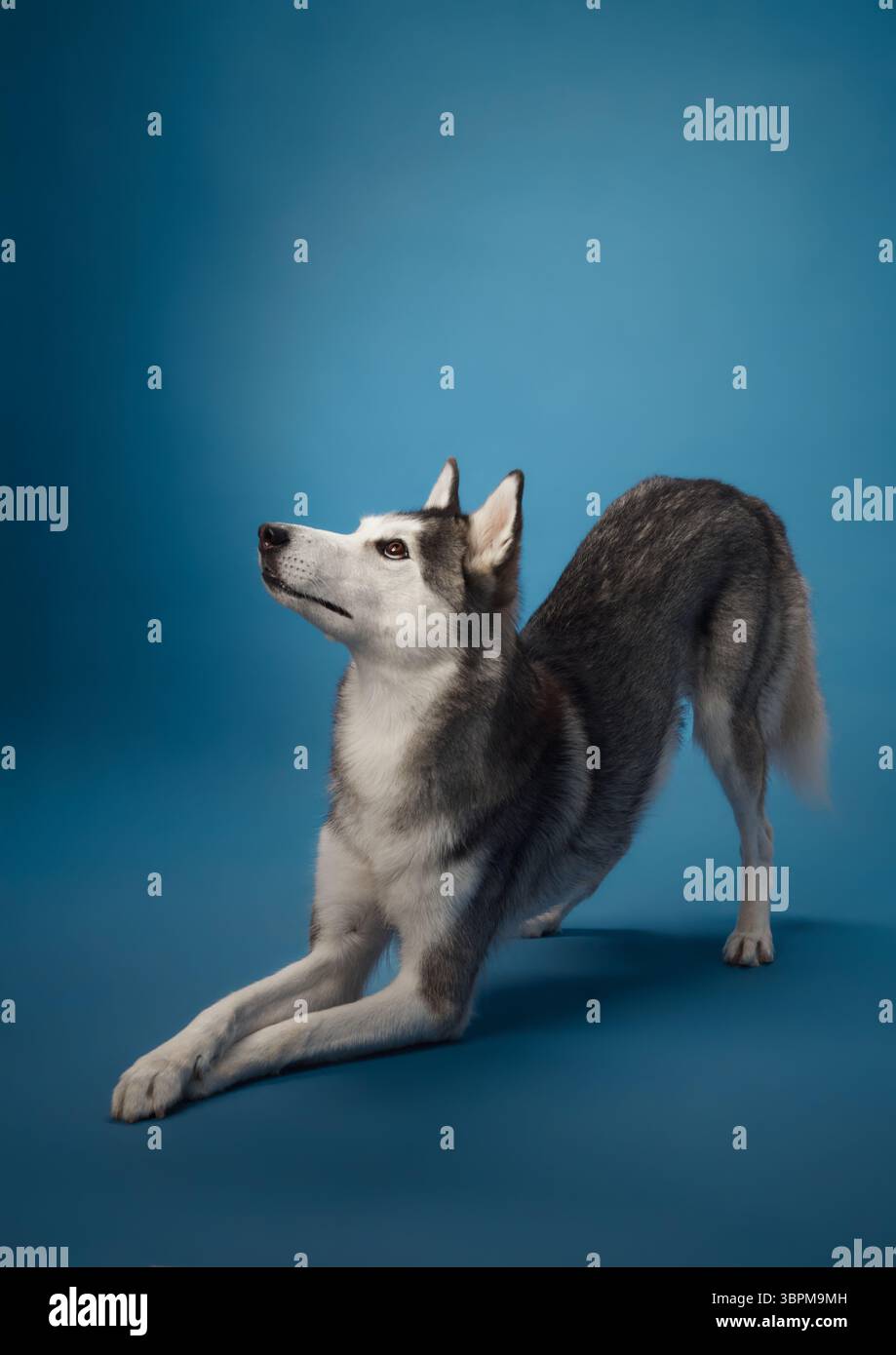 Sharp eyes reflect hi-res stock photography and images - Alamy