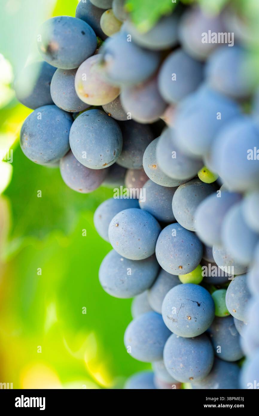 grape-vine, vine (Vitis vinifera), ripe red grapes, growing in a vineyard in Chianti, Italy, Tuscany, Chianti Region Stock Photo