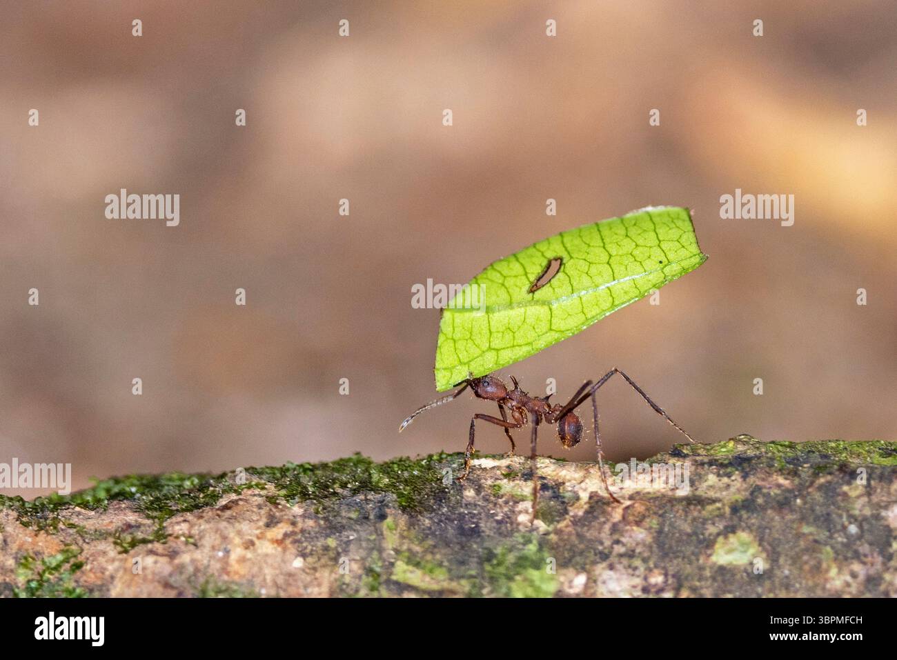 leafcutting ant (Atta cephalotes), carrying a cut-out piece of leaf ...