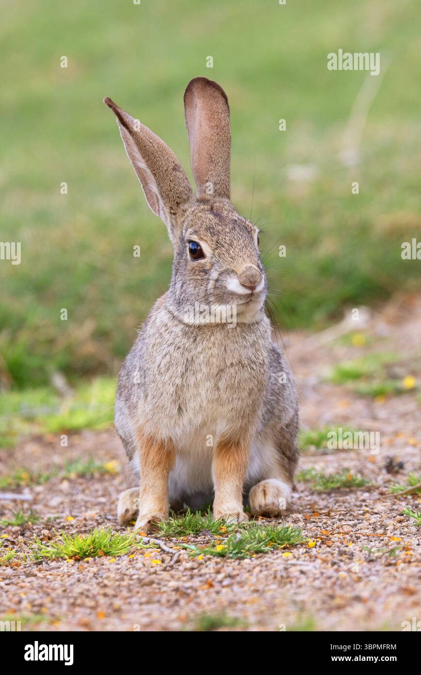 black-tailed jack rabbit, black-tailed jackrabbit, American desert hare ...