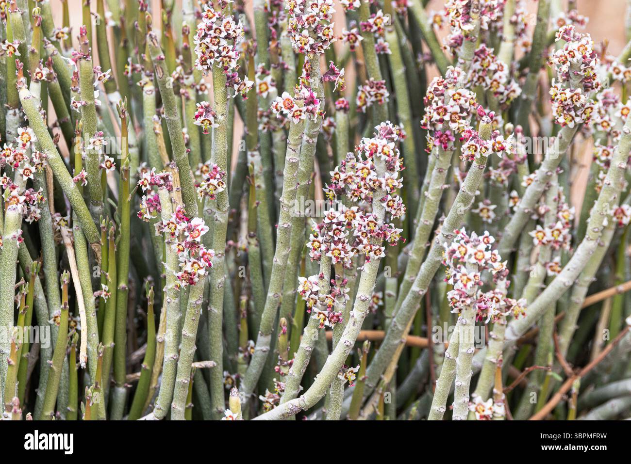 Euphorbia antisyphilitica hi-res stock photography and images - Alamy
