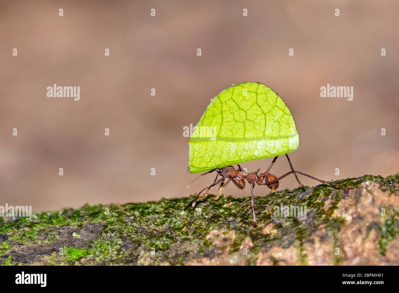 leafcutting ant (Atta cephalotes), carrying a cut-out piece of leaf ...