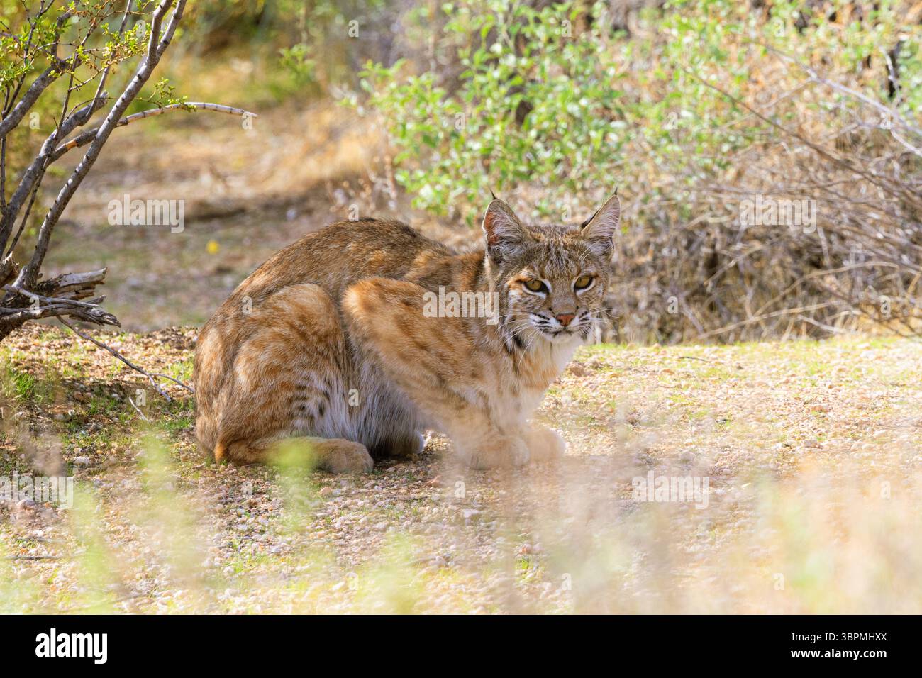 bobcat, wildcat, bay lynx, red lynx (Lynx rufus), sits lurking, side view, USA, Arizona, Sonoran Stock Photo