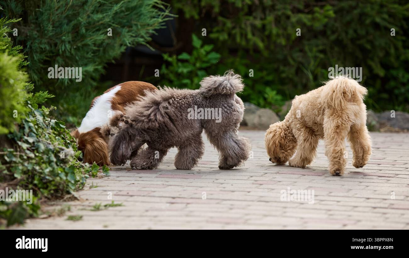 Picture of Day in the life. Three dogs sniffing ground on garden walkway ...