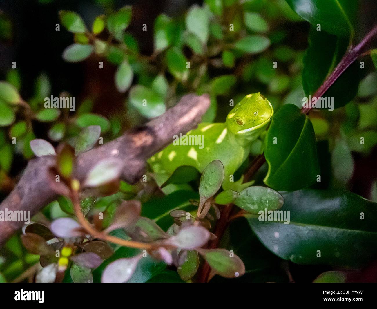 Gecko Tree Nz Naultinus elegans elegans hi-res stock photography and images - Alamy