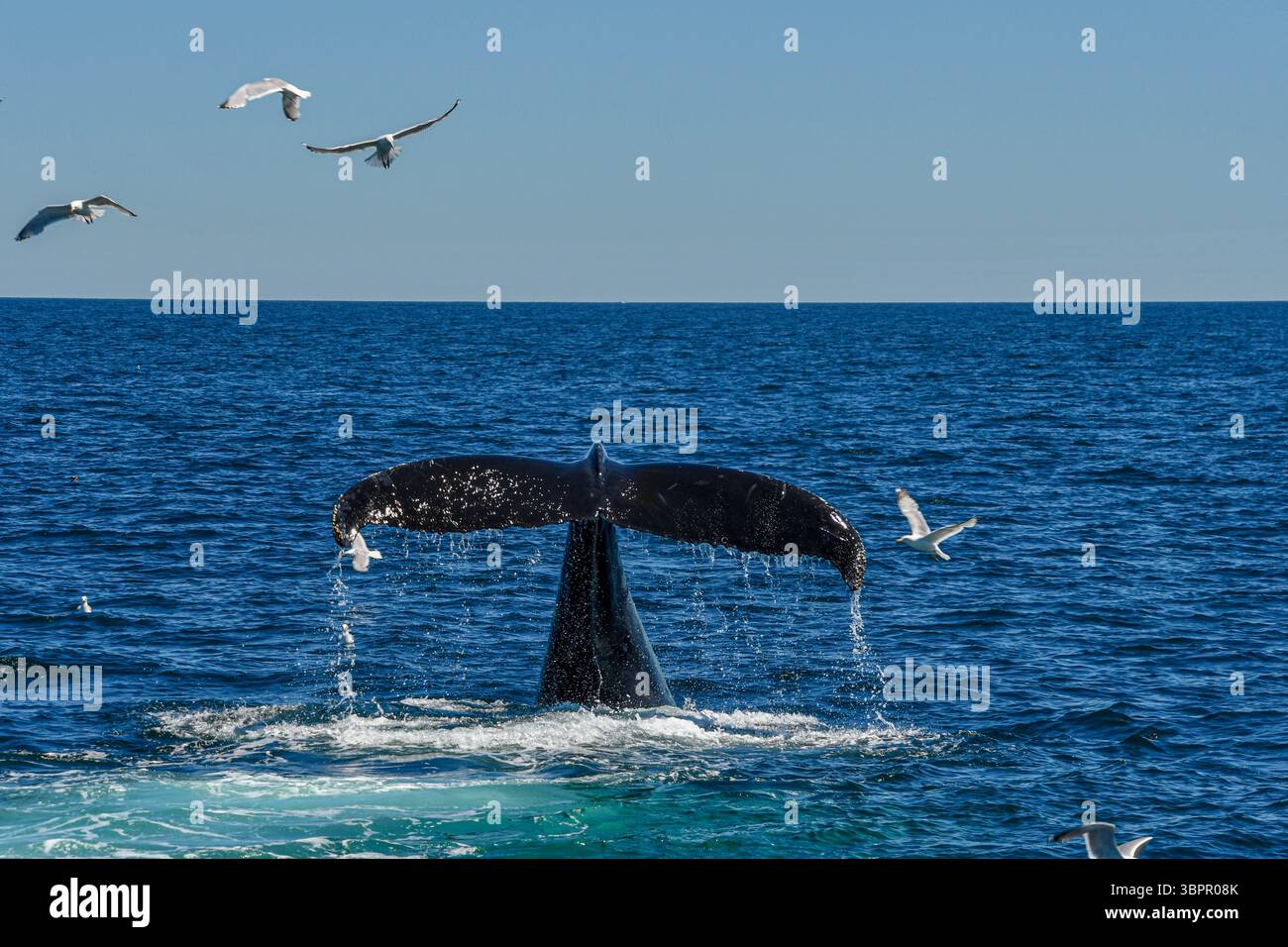 Above water whale wildlife hi-res stock photography and images - Alamy