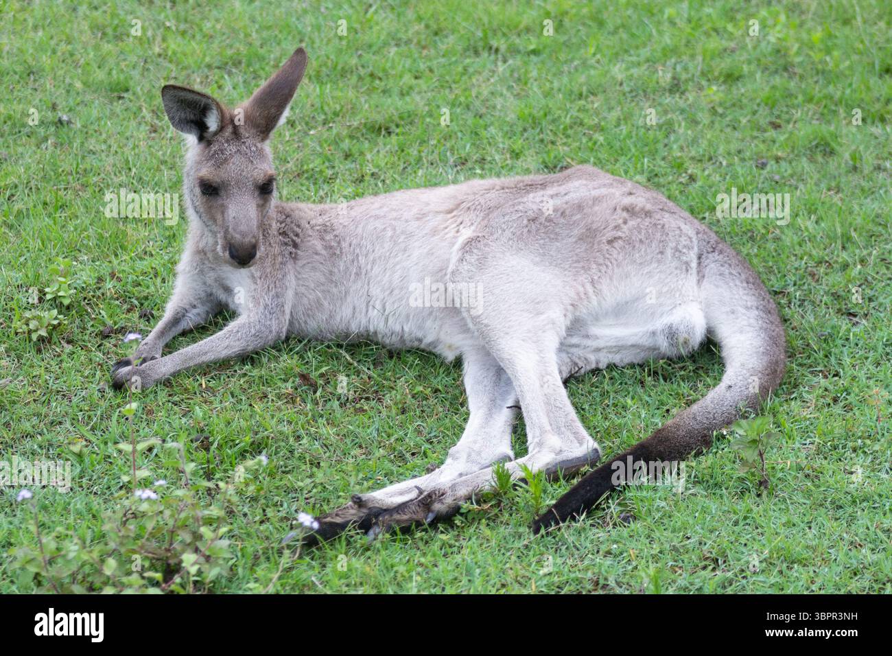Australian kangaroo in its natural habitat with a baby joey in its pouch. Wildlife photography capturing the iconic marsupial in green grassy fields Stock Photo