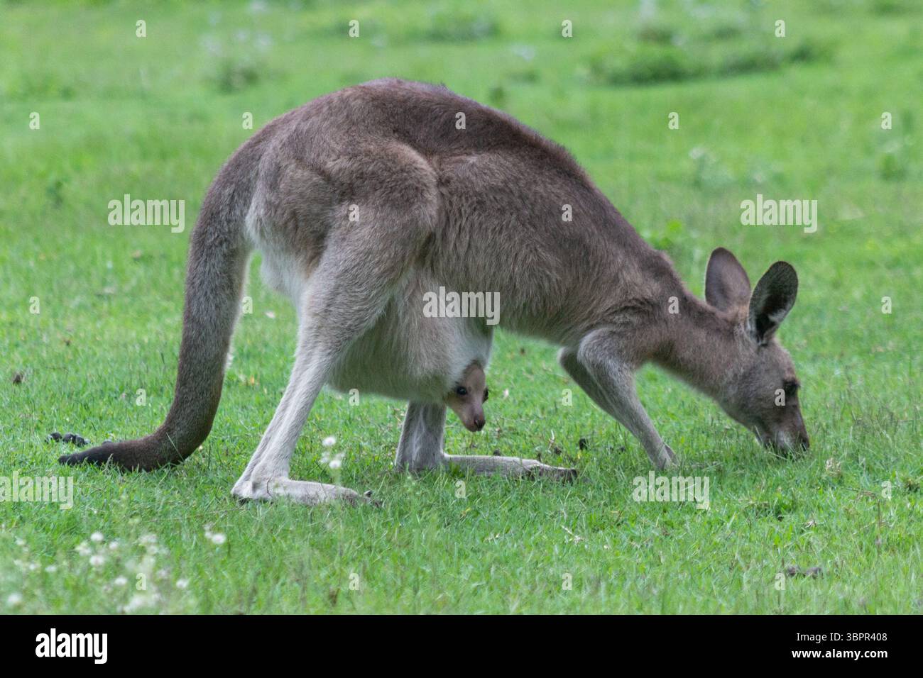 Australian kangaroo in its natural habitat with a baby joey in its pouch. Wildlife photography capturing the iconic marsupial in green grassy fields Stock Photo