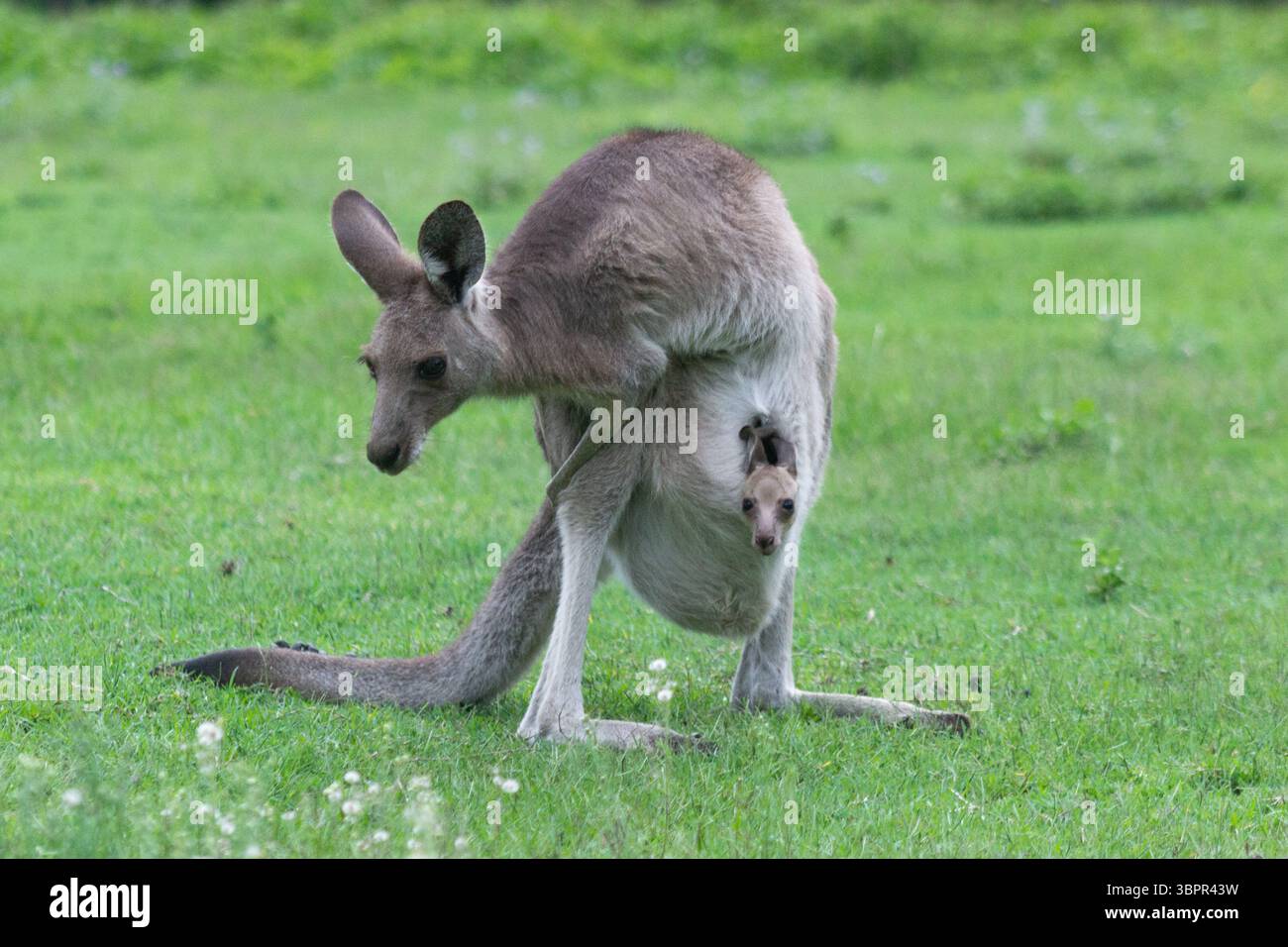 Australian kangaroo in its natural habitat with a baby joey in its pouch. Wildlife photography capturing the iconic marsupial in green grassy fields Stock Photo