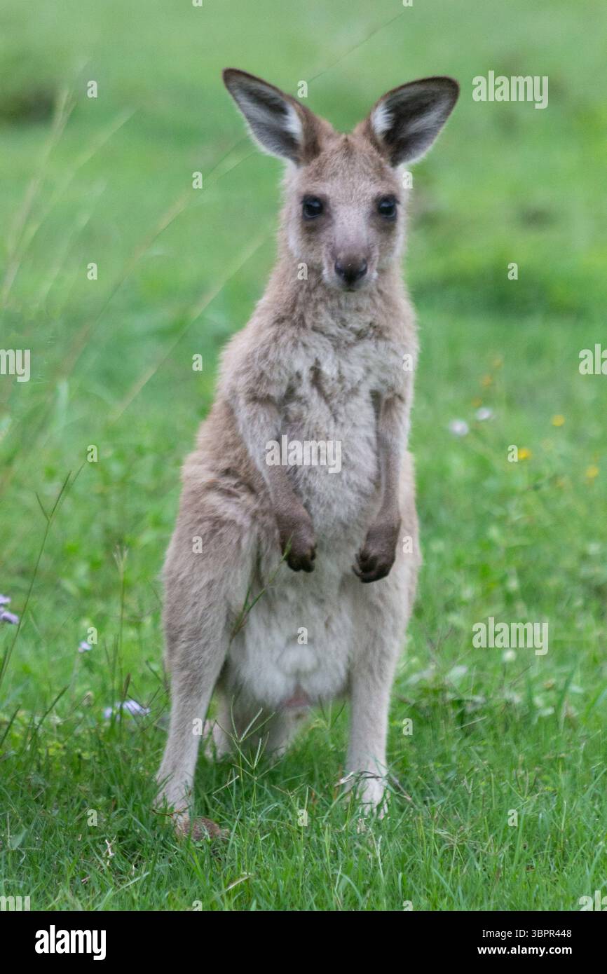 Australian kangaroo in its natural habitat with a baby joey in its pouch. Wildlife photography capturing the iconic marsupial in green grassy fields Stock Photo