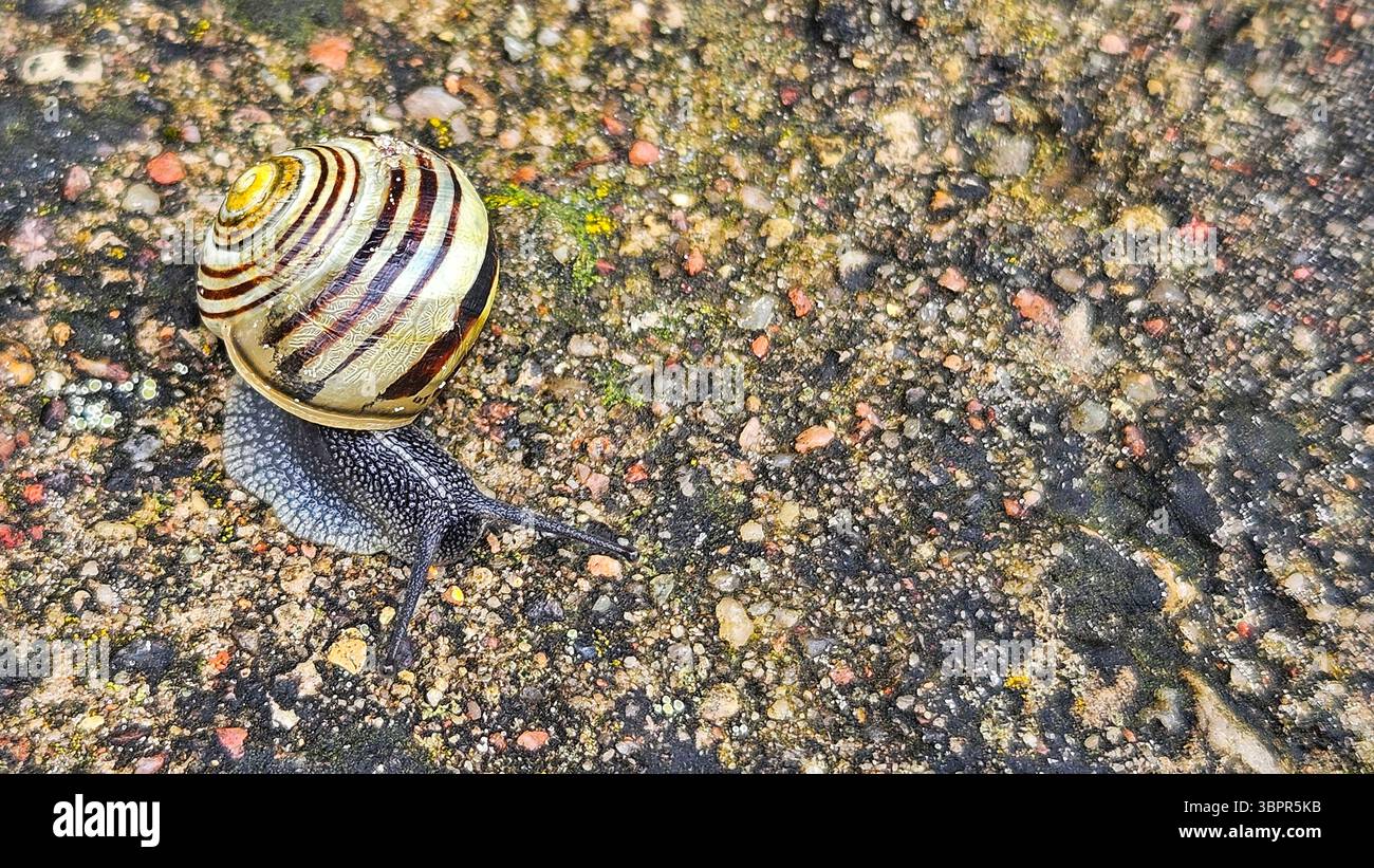 Striped Snail on Textured Ground - Smartphone Captured Stock Image