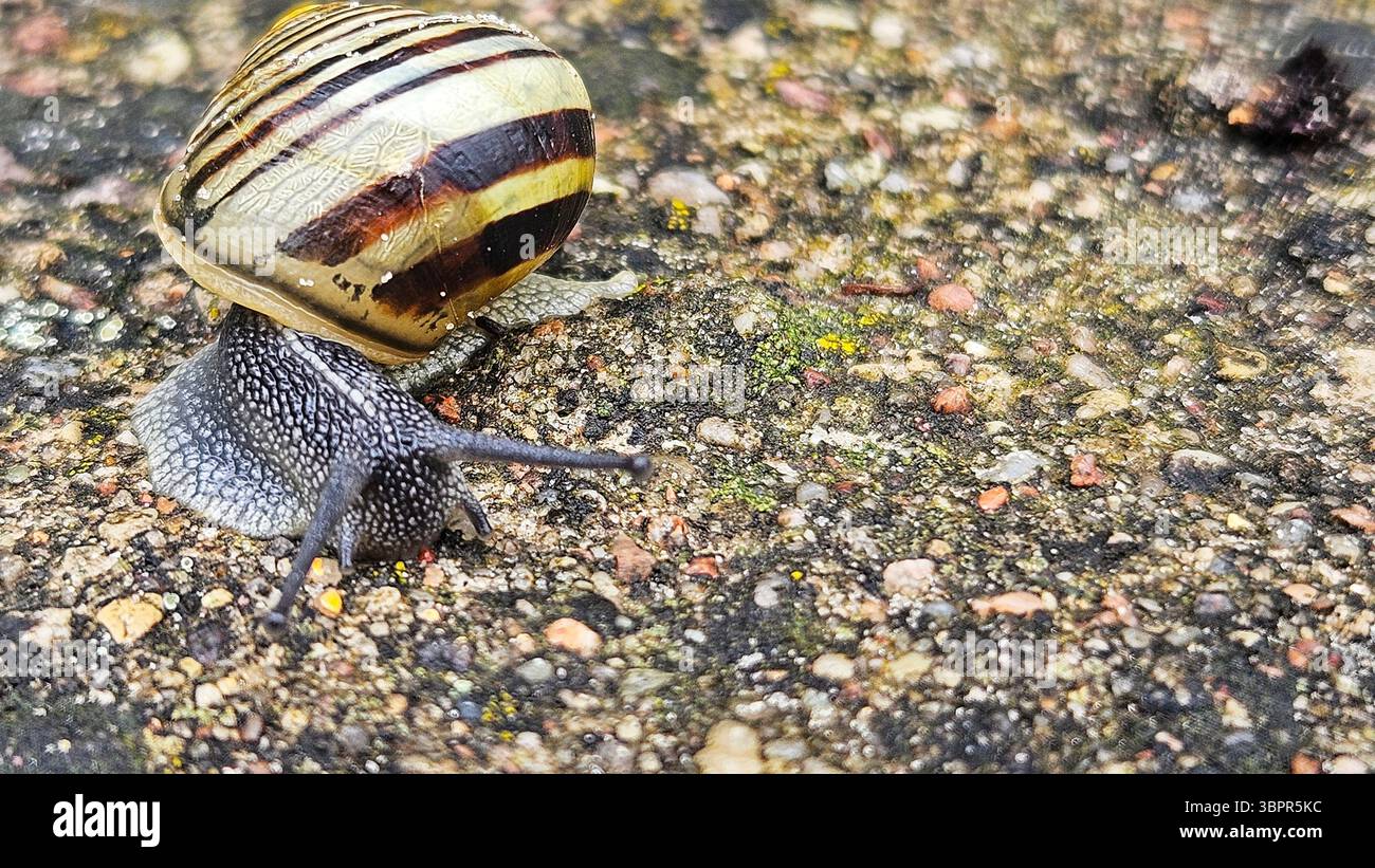 Striped Snail on Textured Ground - Smartphone Captured Stock Image