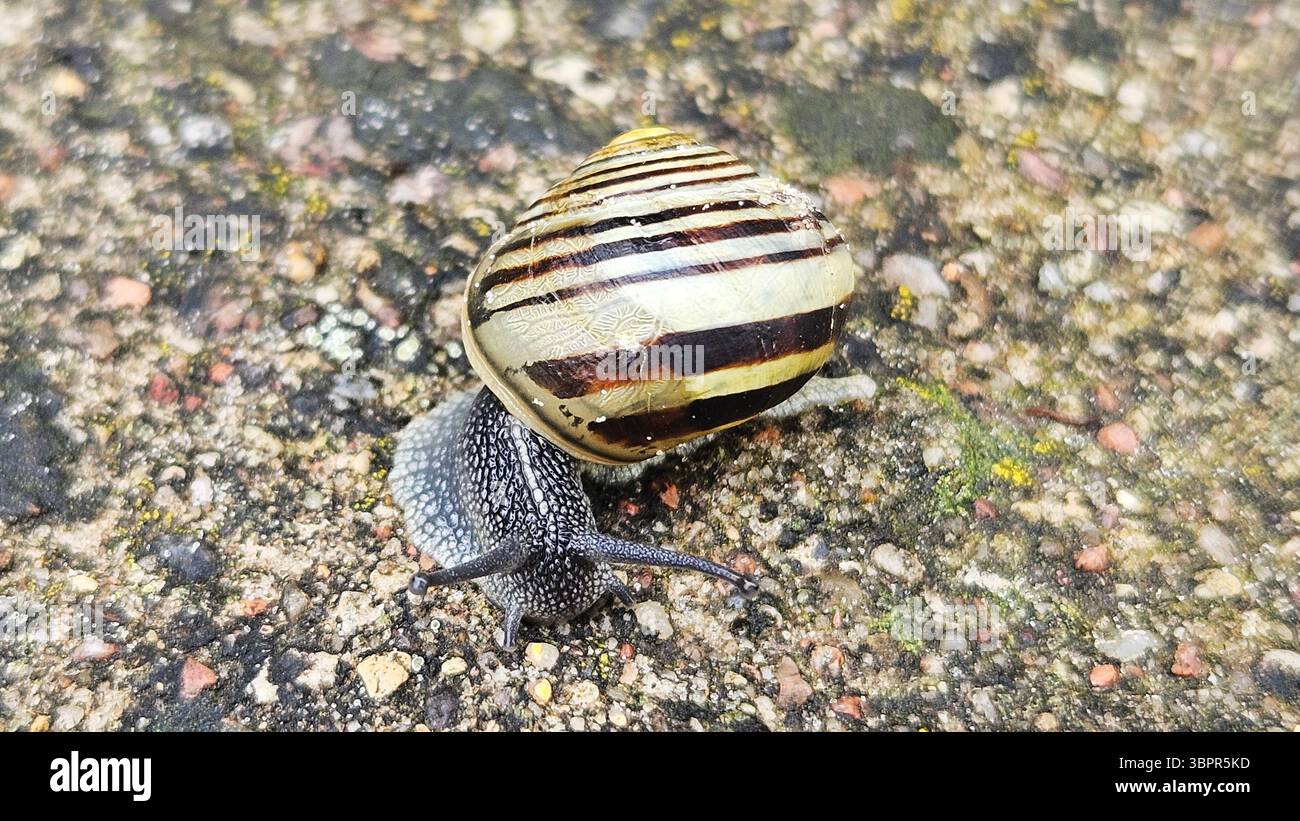 Striped Snail on Textured Ground - Smartphone Captured Stock Image