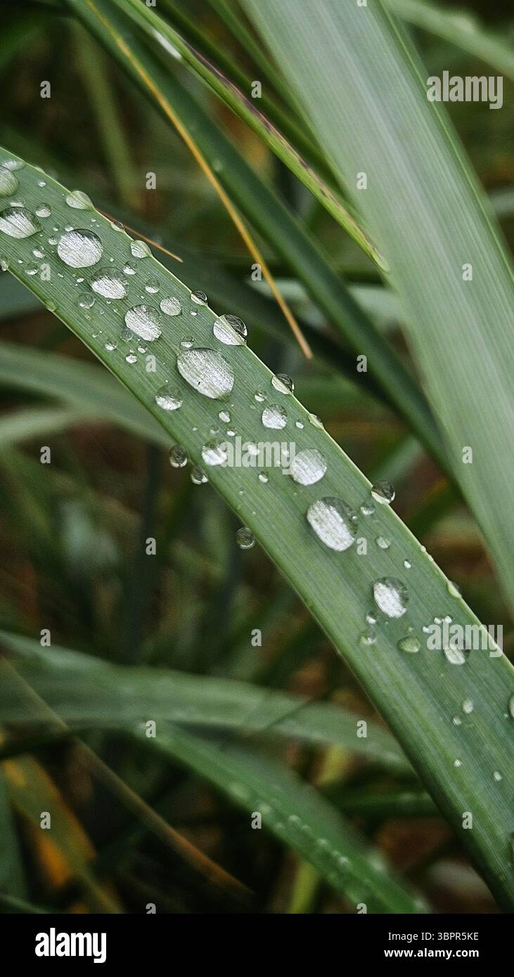 Macro Shot of Water Droplets on Green Leaf - Smartphone Captured Stock Image